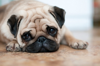 Czy wiesz, jakie problemy występują u psów ras brachycefalicznych?